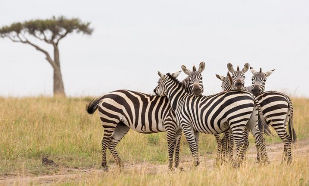 Unduh Kumpulan Koleksi Gambar Flora Dan Fauna Yang Ada Di Benua Afrika Keren Gratis